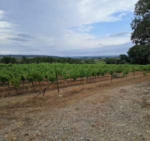 Boucle sur les hauteurs de Campagnan - Sandra - 3