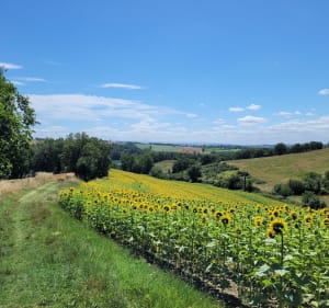 En Solomiac jusqu'à la Balerme - Verfeil - 2