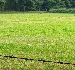 Bois et plaine près du château de Chambray - Marbois - 2