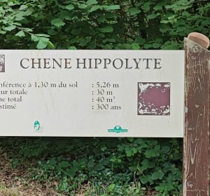Promenade facile dans la proche forêt de Bagnoles-de-l'Orne - OLIVIER - 2