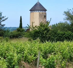 De Rochefort sur Loire à Chalonnes. - Rochefort-sur-Loire - 2