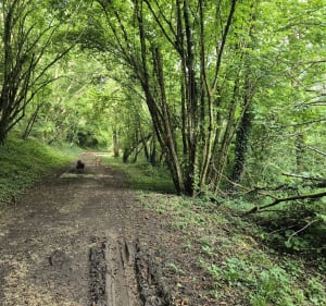 Rando nature à Aunac en longeant la Charente - Aunac-sur-Charente - 2