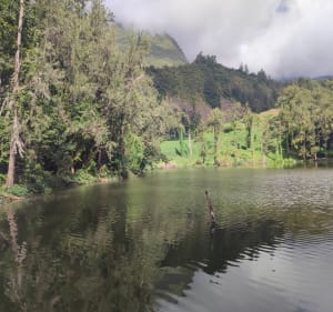 La mare aux poules d'eau. - Salazie - 2