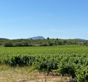 Teyran / Assas de Vignes en Garrigues - Teyran - 2