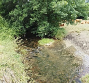 Boucle du château de Grignols et des Chaulness - Grignols - 2