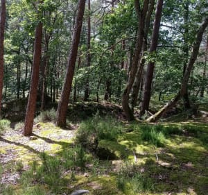 La roche Clotilde - Moret-Loing-et-Orvanne - 2