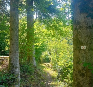 Les Graviers: Balade matinale - Saulxures-sur-Moselotte - 2