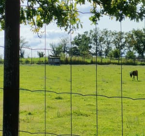 Balade de campagne entre les étangs - Villars-les-Dombes - 2