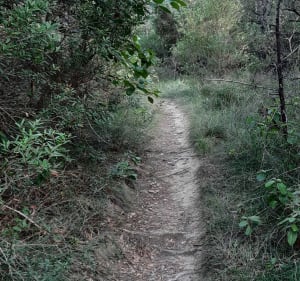 Forêt du Baillarguet - Clapiers - 2