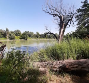 Rhône sauvage  - Irigny - Irigny - 2