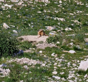 Plateau et Pic de Bure - Le Dévoluy - 2
