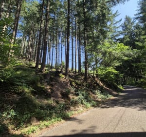 Boucle autour de Dompierre-les-Ormes - Dompierre-les-Ormes - 2