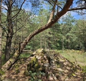 Merlin's wandeling - Paimpont - 2