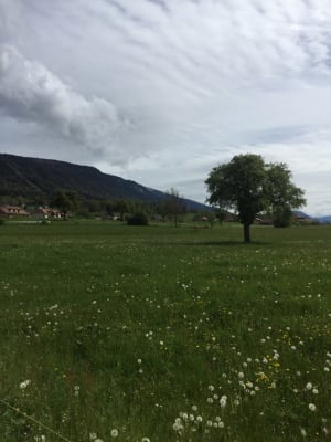 Balade dans les bois de Quintal et cueillette de châtaignes - Vieugy - 2