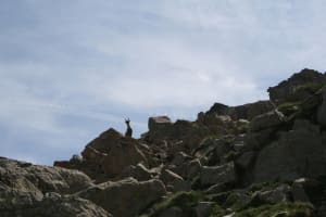 Pracht van het blauw van het Allos-meer en dierenzoektocht - Allos - 2