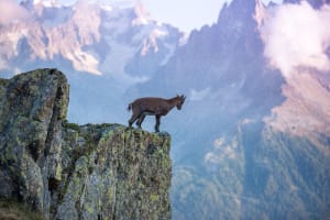 Mysterieuze weerspiegelingen van het meer van Chésérys en uitzicht op de Aiguilles - Tré-le-Champ-le-Haut, Argentière - 2