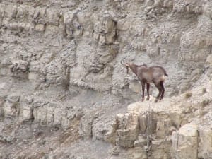 Glacière de Pivaut, pyramide et faune adorable à Mazaugues - Mazaugues - 2