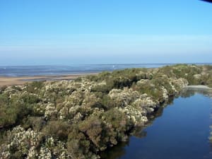Sentier littoral du Teich et paradis des oiseaux - Le Teich - 2