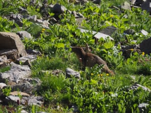 Lacs d'Amour et de Presset au contact des marmottes - Treicol, Beaufort - 2