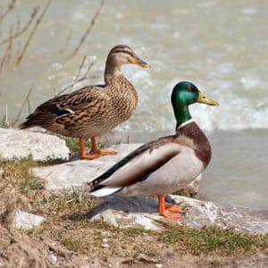 Wandel naar Luchon en het rustige meer Badech - Bagnères-de-Luchon - 2