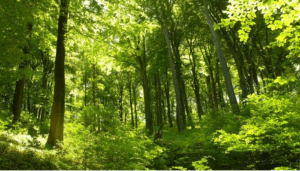 Bois de la Tour de Lay et vestige préhistorique - L'Isle-Adam - 2