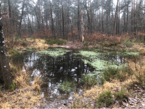 Wandeling in het bos van Orléans en de overblijfselen van de aerotrain - Decathlon - 2
