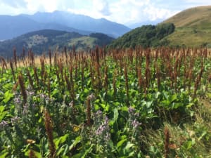 Boucle de Praz Vechin et splendeurs des Aravis - Héry - 2