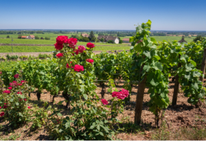 Entre vignobles et forêt de la Vierge : Champagne ! - Chigny-les-Roses - 2