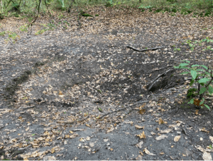 Wandel door de sinkholes van Limère en vergeet de tijd - Ardon - 2