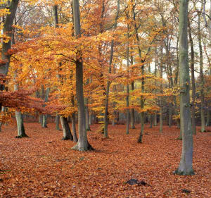 Escapade poétique dans la forêt domaniale d'Ermenonville - Ermenonville - 2