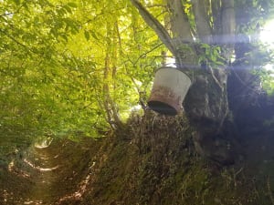 Brocéliande en zijn legendarische bos - Paimpont - 2