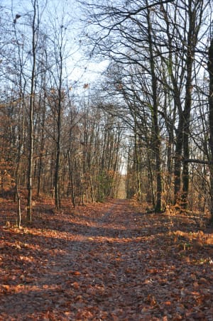 Evasion entre chemin de Halage et bois de l’Huisserie - L'Huisserie - 2