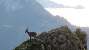 Aventure à la Tournette et conquête d'un sommet mythique d'Annecy - Talloires-Montmin - 2