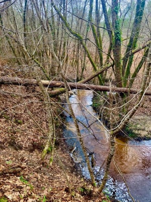 Bain de forêt et moment de détente autour de Caupian - Caupian, Saint-Médard-en-Jalles - 2