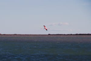 De Mirevalvijver en zijn vogelparadijs - Mireval - 2