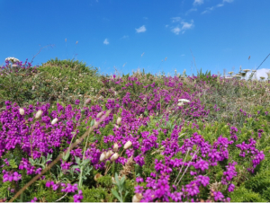 Verkwikkende excursie en sublieme uitzichten bij Meinga Point - Saint-Coulomb - 2