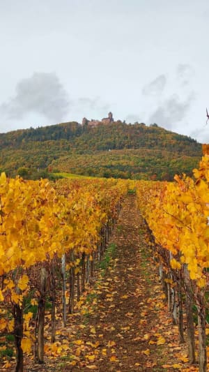 Haut-Kœnigsbourg et sa jolie balade depuis la route du vin - Saint-Hippolyte - 2