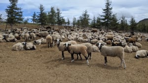 Wandel boven Super-Besse en zijn unieke uitzichten - Super-Besse - 2