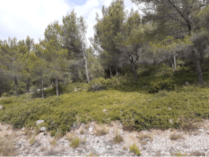 Rando et ambiances provençales à quelques pas d'Ollioules - La Courtine, Ollioules - 2