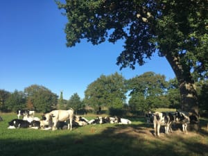 Wandel in het Gayeulles Park en het omliggende landschap - Les Gayeulles, Rennes - 2
