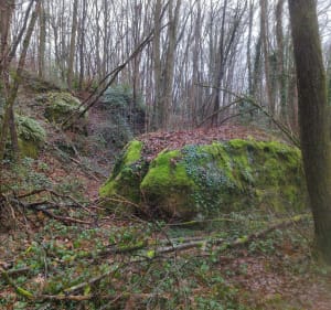 Balade dans la forêt d'Etrechy - Etréchy - 2