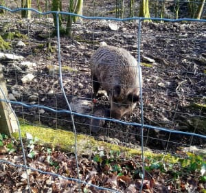 Chailluz Woods, dierenpark - Besançon - 2