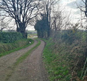 Noyal Muzillac à Bodrefau . - Noyal-Muzillac - 2