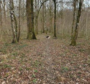 La forêt des Crochères - Auxonne - 2