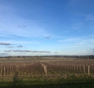 Entre les vignes vers la Garonne ! - Bordeaux - 2