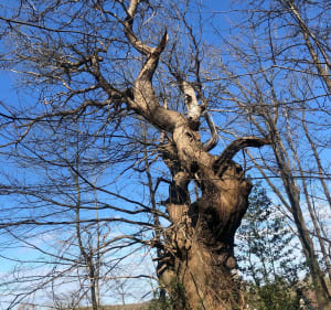 Balade en vallée de Chauvry - Maud - 4