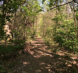Découverte de la forêt du haut de Clamart - Clamart - 2
