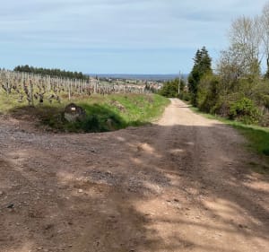 Randonnée difficile à Renaison - Renaison - 2