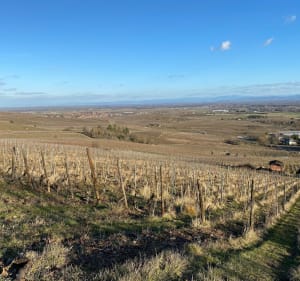 Belle balade dans les vignes de Ribeauvillé - Ribeauvillé - 3