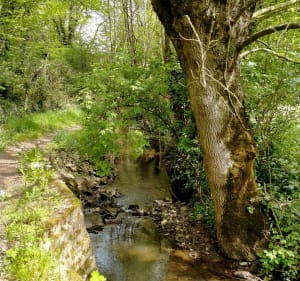 Bord du St Denis, Bois Gelé par Vétillerie - Mauges-sur-Loire - 2